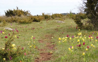Orchids and Cowslips.jpg