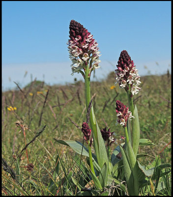  Krutbrnnare - Orchis ustulata.jpeg