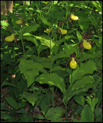 Guckosko - Cypripedium calceolus.jpg