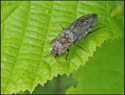 Lacon murinus - Gr knppare .jpg