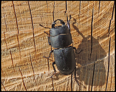 Lesser Stag Beetle - Dorcus parallelipipedus - Bokoxe 2.jpg