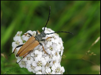 Gulrd Blombock - Stictoleptura rubra Gulrd Blombock, male.jpg