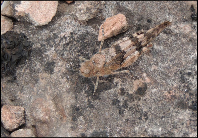 Blue-winged grasshopper - Blvingad grshoppa.jpg