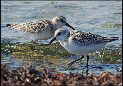 Sanderlings - Sandlpare.jpg