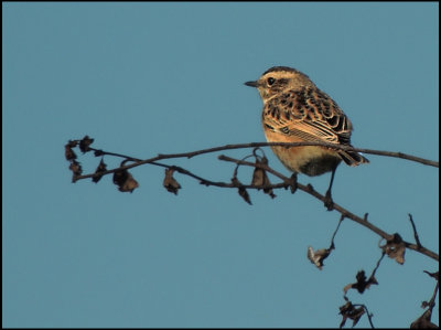 Whinchat - Saxicola ryubetra - Buskskvtta.jpg