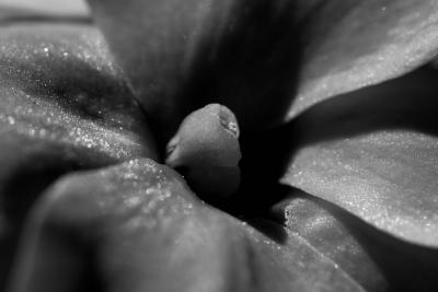 Black and White Flowers