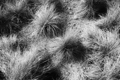 Native Grass