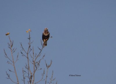 Buse pattue  femelle 24 oct. 2011 046P.jpg