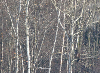 Aigle royal juvnile, St-Didace 04 -01-2011 032P.jpg