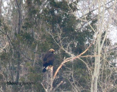 Aigle royal juv. ,St-Gabriel 26 03 07 029P.jpg