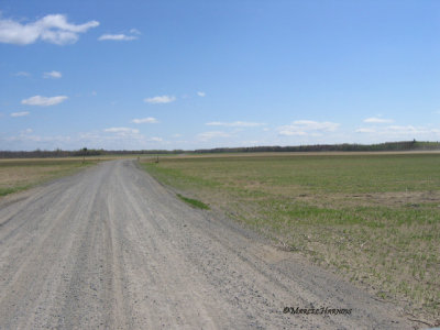 Chemin du Côteau-jaune, Tourbière St-Thomas P.jpg
