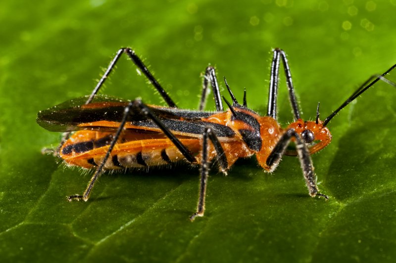 Assasin Bug 5218r.jpg