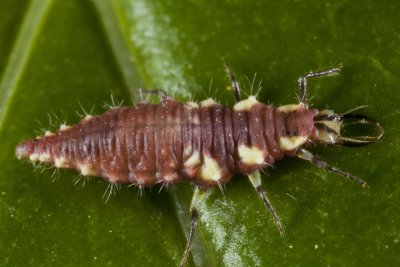 Lacewing Larvae051611r.jpg