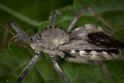 Wheel Bug