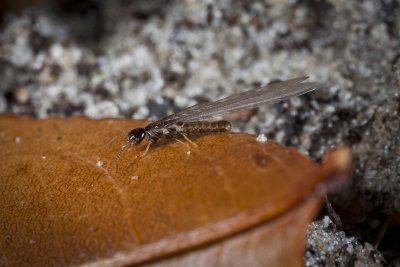 Sub Termite Swarmer on leaf gfr.jpg