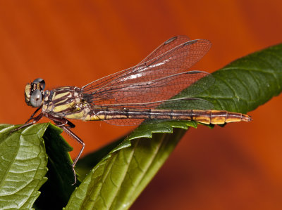 Dragon Fly2gfr.jpg