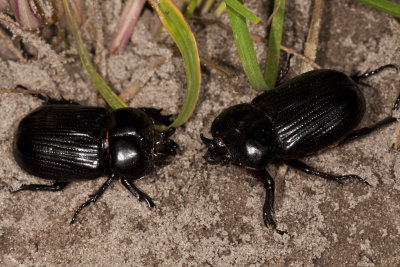 Beetles