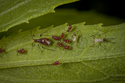 Aphids