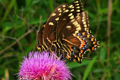 Butterflies