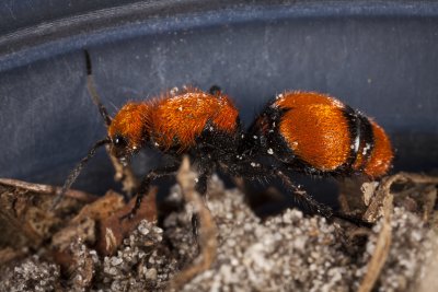 Velvet Ant 9625gfr.jpg