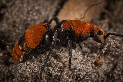 Velvet Ant 9598gfr.jpg