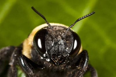 Carpenter Bee 9796gfr.jpg