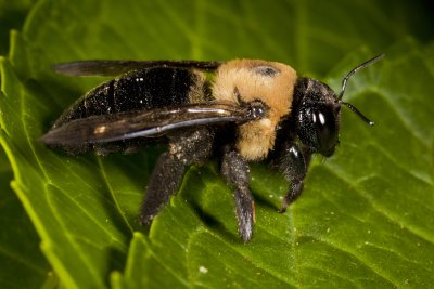 Carpenter Bee 9801gfr.jpg