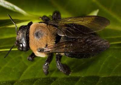 Carpenter Bee 9819gfr.jpg