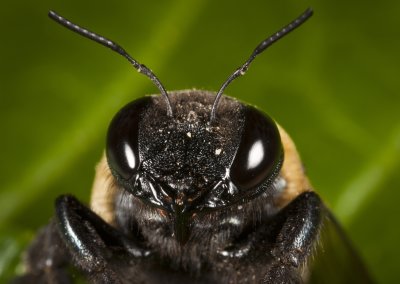 Carpenter Bee 9797gfr.jpg