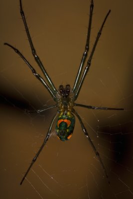 Orchard Spider 9712gfr.jpg
