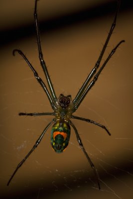 Orchard Spider 9717gfr.jpg