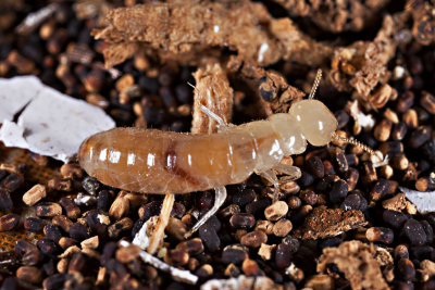 Drywood termite3801r.jpg