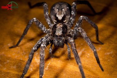 Wolf Spider 1.jpg