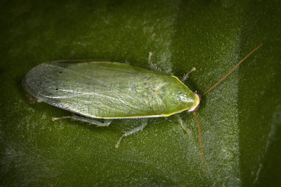 Cuban Cockroachra.jpg