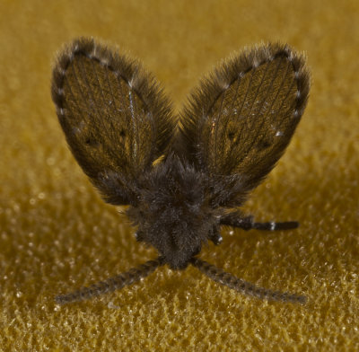 Drain Fly2r.jpg
