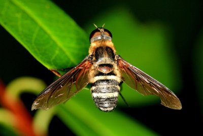 Bee Fly Exoprosopa sp100707 5r.jpg