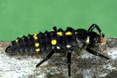Lady Bug Larvae4r.jpg