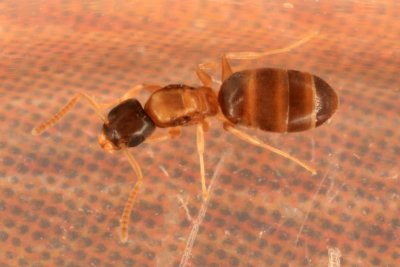Ghost Ant 025r.jpg