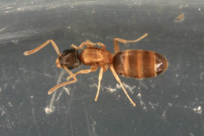 Ghost Ant 029r.jpg
