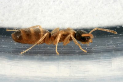 Ghost Ant 033r.jpg