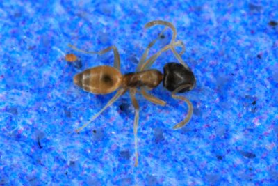 Ghost Ant 069r.jpg