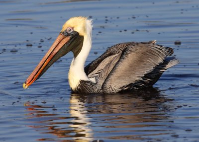 Brown Pelican