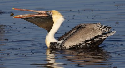 Brown Pelican