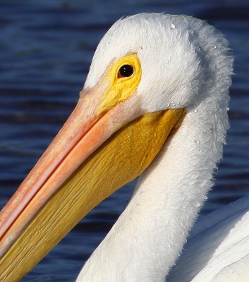 White Pelican