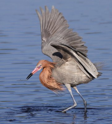 Reddish Egret