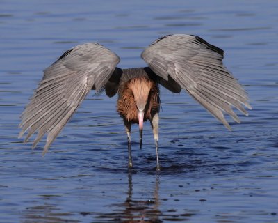 Reddish Egret