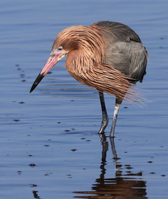 Reddish Egret