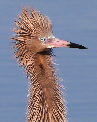 Reddish Egret