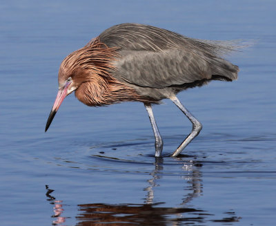 Reddish Egret