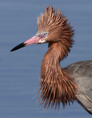 Reddish Egret